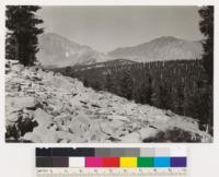 Looking north from hill 10553 (Chagoopa Plateau) at pure foxtail pine type, with barren slopes of Mt. Kaweah and Red Spur above timberline in background