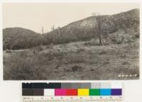 Fire killed pinon woodland type in Section 33, T. 4N., R. 7 W. SBM. Photo taken in area burned over by the Sheep Creek Fire of 1925. Burn was four years old at the time photograph was taken