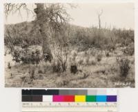 Margin of chamise and open woodland type of douglas oak. Note chamise seedings invading the open woodland in foreground. With the aid of fire chamise which normally is confined to areas of poor shallow soils invades adjoining areas of deeper soils