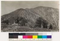 Photo showing contrast in density of stand on the north and south slopes of North Baldy. Area shown lies principally in Sec. 11 and 12, T. 3 N, R. 9 W., SBM. Timber type on north slope is lodgepole pine, on right is WYP type