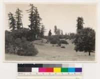 Pine Mt. area east of Cloverdale. Sugar pine-black oak type. Shrubs: Arctostaphylos manzanita. Sonoma County