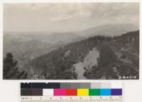 Looking east, across Davy Brown Canyon, at yellow, Digger and Coulter pine. Santa Barbara National Forest