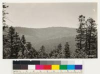 Looking north from peak one mile south of Big Basin, over virgin redwood and Douglas fir timber to selectively logged timber in background near China Grade