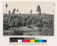 1.5 miles NW of Indian Springs. Semidense shrubs (Quercus wislizenii frutescens) Deforested land. Assoc. spp.: Ponderosa pine, Rhamnus californica. (Air photo 19-50)