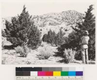 Reno Quadrangle, Nevada. Juniperus californica utahensis and Artemisia tridentata in typical Juniper sage type at Red Rock