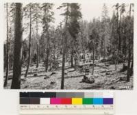 Head of Alder Creek. Selectively logged red fir stands (Gov't land) with occasional western white pine and sparse ground cover of Arctostaphylos nevadensis and Ceanothus velutinus. Note abundant slash and lack of reproduction since logging 10 years ago