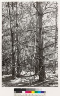 Between Nevada City and Town Talk. 21-year old even-aged stand of Ponderosa pine. Dominants 1 to 12 ' in diameter and 50 ft. high