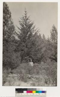 Knobcone pine on a WYP site. Sargent cypress also present. Note remnant WYP started. Soil is sand. Rock outcrops sandstone. Brush species: Adenostoma fasciculatum, Rhamnus californica, Ericameria ericoides, Arctostaphylos tomentosa, Quercus wislizenii frutescens. Rhus diversiloba, Pteris, bush lupine, large berried non sprouting manzanita. (Foilage bluish gray)