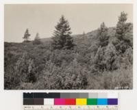 Douglas fir individual growing thriftily in a mixed chaparral type. Immediately surrounding is an area of pure Arctostaphylos sensitiva 3 ft. high. Other species are Arctostaphylos tomentosa, Pickeringia montana, Quercus wislizenii frutescens and Castanopsis chrysophylla var. minor. Note knobcone pines