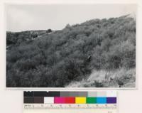 At Spenceville. Dense chaparral. Species: pure Ceanothus cuneatus. (Air photo 19-27)