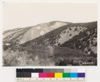 Looking east from Jolon grade. Chaparral types: Chamise and Quercus dumosa. Sagebrush type-Eriogonum fasciculatum. This latter type on direct west slopes