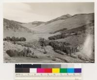 Looking east up Mill Canyon. Shows Aspen and willow (below) and Cercocarpus ledifolius (above) formations in sagebrush type (Artemisia tridentata)