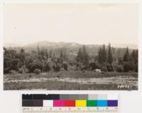 Opening in foreground now dominated by Pteris was a vineyard in 1916 (auth R.E. Burton). Vineyard abandoned because of unproductivity as a result of loss of soil (erosion). Middleground-woodland and brush occupying former Redwood-Douglas fir site. Background open chaparral type on Monterey shale formation (locally known as the chalks). This formation is advancing down the slopes following erosion after each fire