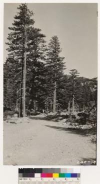 Yellow pine, Site 11 N. Fork Lytle Creek