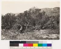 Shows Arctostaphylos parryana growing in Cuddy Canyon wash, 9 ft. high (refer to 3 ft. rule). Note part of this clump has been killed by fire. This species does not regenerate by sprouting. See herbarium specimen #12526