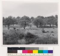 Beside Hwy 99 about 2.5 miles NW of Hornbrook. Garry oak type of woodland-grass classification on east facing slope. Soil shallow and medium rocky supporting a thin grass cover with the oaks. Over 50% of oaks are over 12" DBH. Assoc. sp.: along stream banks, Ceanothus cuneatus