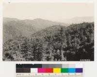 Looking south into basin of cutover Redwood-Douglas fir type. Present type Redwood sprouts with tanbark oak, madrone and scattering Douglas fir