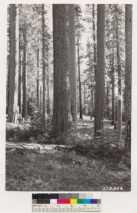 Placerville Quadrangle, California. Pinus ponderosa , Pinus lambertiana virgin timber near Michigan, California logging camp. Reproduction mostly Abies concolor