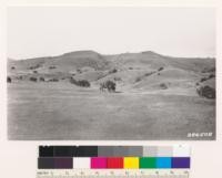 Looking E at grassland area. Scattered trees are Quercus douglasii. Note deterioration of grassland as indicated by sagebrush invasion (Artemisia californica and Salvia mellifera)