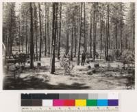 Shows area of second-growth 70 year old ponderosa pine which has been selectively logged by North Star Mining Company near Grass Valley. Understory shrubs consist of Arctostaphylos viscida and Ceanothus integerrimus