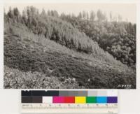 Pure stand of Arctostaphylos nissenana in foreground and Knobcone pine on middle slope; both nontimber sites. Soil very shallow of Mariposa slate origin. Ponderosa pine and Black oak (site Index 1150) in background. Looking E, 2 miles W. from Volcanoeville