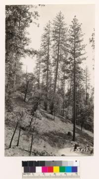 Ponderosa pine-black oak type on site 150 along road 1.5 miles E of Rainbow lake. Mature pine with Arctostaphylos viscida, Rhus diversiloba, Ceanothus integerrimus in understory