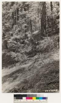 Interior views of white fir, bigcone spruce type. Associates: coast live and canyon oak, north slope of Boucher Hill. Understory species:Ceanothus spinosus palmeri, Rhus diversiloba, Ceanothus oliganthus and Symphoricarpos sp.. Same as 265845