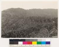 North of Big Pine. Looking southwest across 1933 burn and dead Coulter pine at the stand of timber on the north slope of Big Pine Mountain. Canyon oak and Ceanothus palmeri in other north slopes types