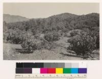 Brush fields near Smelter area. Brush on tops of hills all around City of Shasta