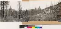 Panorama looking southeast and south at potential timber site at Lafferty Peak. Note Eriodictyon californicum and Arctostaphylos viscida in foreground