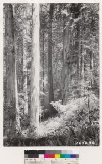 On road from Orick to Bald Hills. Redwood-Douglas fir type. Ground cover: Lithocarpus densiflora, Rhododendron californicum, Gaultheria shallon, Vaccinium ovatum, Vaccinium parvifolium, Polystichum sp., Iris sp., Berberis nervosa, Oxalis oregona. Same as No. 265695