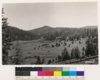 Looking north from point on Sierraville-Truckee highway. Shows Jeffrey pine stand. Note invasion of pine in Artemisia tridentata formation