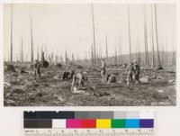 Lassen District Rangers planting 1-1 stock Y. P. Antelope Mt. Burn, Fruit Growers Supply Co. Sale area