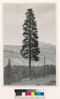 Along Trinity Center- French Gulch road. Individual conifer timber tree (Pinus ponderosa) of age class # 3. Shasta County
