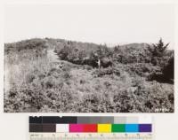 Santa Lucia Range northwest of Cuesta Grade. Shows Cypress type on ridge top