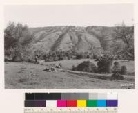 Looking N at Timber Ridge. Foreground woodland-grass type with Quercus agrifolia, Q. lobata and Q. douglassi. Background south slopes with woodland-grass, sagebrush-grass types. Trees mainly Q. agrifolia, sagebrush is composd of Artemisia californica. Santa Clara County