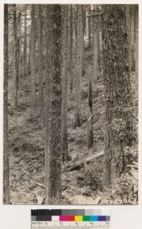 Douglas fir type on NW slope of Bald Hills. Tanbark oak and big leaf maple associates. Ground cover: Corylus rostrata var. californica, Polystichum sp., Oxalis oregona, Achyls triphylla