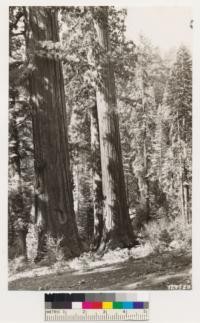 Toulumne Grove of Big Trees. Shows Sequoia gigantea in association with Sugar pine and White fir