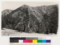 Adjoining and to the left of no. 237789. Note eroded area within Ceanothus thyrsiflorus type which has come back to Pteris. Note also sage area on southwest slope in ravine and relict Douglas fir above