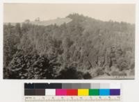 Aptos, Santa Cruz County. Looking across Trout Creek at Quercus agrifolia-redwood type