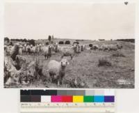 Mather Bros. Ranch. Shows timber sites cleared of interior live oak by cutting for cordwood followed by goat grazing. Note oak stumps and remnant pines. El Dorado Co