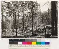 Head of Alder Creek. Selectively logged red fir stands (Gov't land) with occasional western white pine and sparse ground cover of Arctostaphylos nevadensis and Ceanothus velutinus. Note abundant slash and lack of reproduction since logging 10 years ago