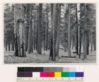 1 mile northwest of Butte Lake. Semidense old growth (3) stand of Ponderosa pine- Jeffrey pine. Lassen County