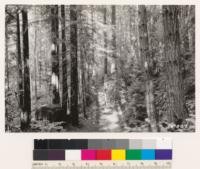 Interior view of second growth redwood-Douglas fir type shown in # 237802. Dense fully stocked stands such as these follow the cutting of virgin Redwood-Douglas fir type where fire is not employed in logging. Note absence of hardwoods. Contrast with #237780 to 237784 where woodland and brush types followed logging of redwood-Douglas fir type because of fires during and susequent to logging. Santa Clara County