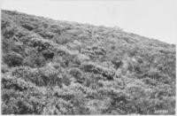 One half mile east of Sycamore Springs. Shows chaparral type of Arctostaphylos pilosula and Adenostoma fasciculatum, 5 to 8' high. Looking south