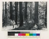 Ponderosa pine, Douglas fir, Black oak type. Assoc. sp.: Arbutus menziesii, Libocedrus decurrens. (Air photo 119-12)