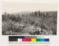 Isolated Ponderosa pine stand. (SI 150) surrounded by Chamise chaparral. (nontimber site). Associates of Ponderosa pine: Quercus kelloggii, Q. wislizenii, Arctostaphylos viscida. Species in chamise type: Adenostoma fasciculatum, Arctostaphylos viscida, Ceanothus tomentosa, Photinia arbutifolia, Salvia sonomensis. Looking NW from point 2 miles NW of Shingle Springs