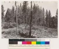 Near Buena Vista. Larsen and Wilcox sawmill operations in 50 year old pine. Cut all trees over 10" stump diameter and utilize to top diameter of 7 or 8 inches. Expect to cut 450 M during 1937. Nevada Co