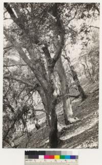 Bates Canyon. View showing what the canyon oak will develop into if it is not repeatedly burned