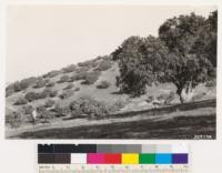 Shows woodland grass type on north slope of Temblor Range. Trees are Quercus dumosa